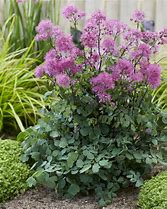 Image result for Thalictrum Little Pinkie