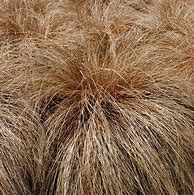 Image result for Carex comans Bronze Form