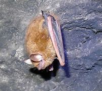 Image result for Tri Colored Bat Species