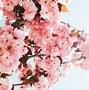 Image result for Awesome Pink Backgrounds