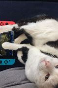 Image result for Nintendo Cat PFP 3D