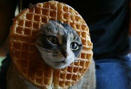 Image result for Trustin Waffles Cat