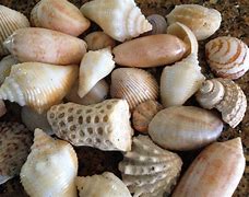 Image result for Coquillage Mange Quoi