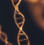 Image result for RNA DNA Difference