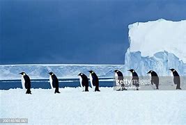 Image result for Emperor Penguin Side View