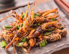 Image result for Cricket Insect Food