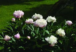 Зображення, знайдене за запитом "Paeonia lactiflora Catharina Fontijn"
