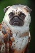 Image result for Pug Owl