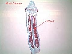 Image result for Moss Capsule Labeled