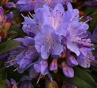 Image result for Rhododendron Blue Tit
