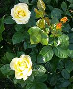 Image result for Rosa Garden Princess