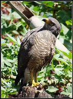 Image result for Buteo magnirostris