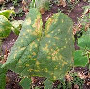 Image result for Plant Disease Resistance