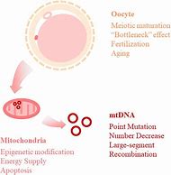 Image result for Mitochondrial DNA Genes