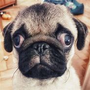 Image result for Refined Looking Pug