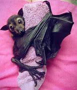 Image result for Bat Pose