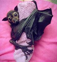 Image result for Bat Sleeping in the Day