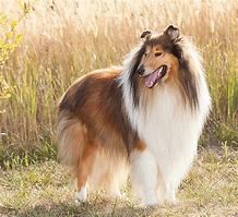Image result for Rough Coat Collie