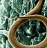 Image result for "parasitic-nematodes"