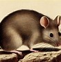 Image result for Cute Anime Boy Mouse