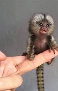 Image result for Smallest Monkey Species