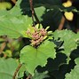 Image result for Clerodendrum bungei