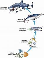 Image result for Pacific Ocean Food Chain