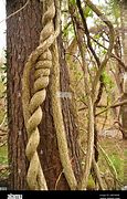 Image result for Tree Vine Swaying