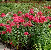 Image result for Phlox paniculata Starfire