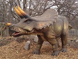 Image result for Real Triceratops Dinosaur