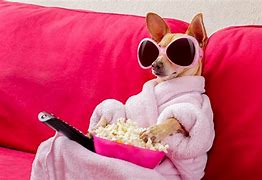 Image result for Animals Watching TV On Couch