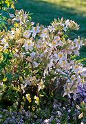 Image result for Rhododendron Daviesii