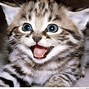Image result for Funny Cat Art Wallpaper