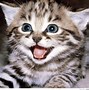 Image result for Funny Cat Wallpaper 2560X1600