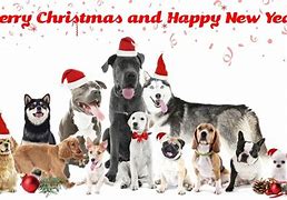 Image result for Funny Dog Happy Holidays