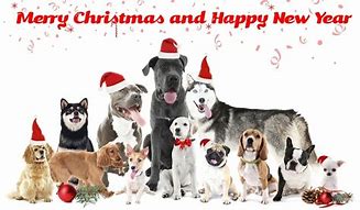 Image result for Merry Christmas in Dog Language