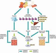 Image result for High-Protein Plant Foods