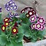 Image result for Primula auricula Tosca