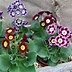 Image result for Primula auricula Beechen green