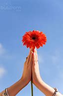 Image result for Praying for You Real Flowers Image