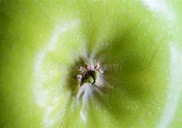 Image result for Bottom Apple Images