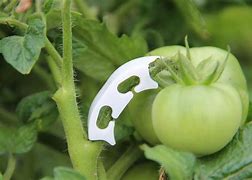 Image result for Plant Clips for Tomato Plants