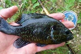 Image result for Warmouth Sunfish