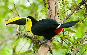 Image result for Ramphodon Trochilidae