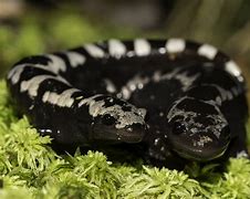 Image result for Salamander Fish