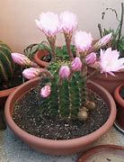 Image result for Echinopsis eyriesii