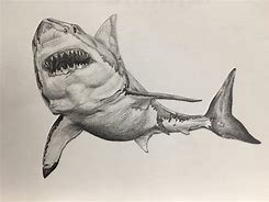 Image result for Great White Sharks Pencil Drawings