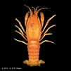Afbeeldingsresultaten voor "palinurellus Wieneckii". Grootte: 101 x 101. Bron: www.crustaceology.com