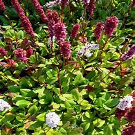 Image result for Persicaria affine Kabouter