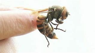 Image result for Giant Cricket Hornet